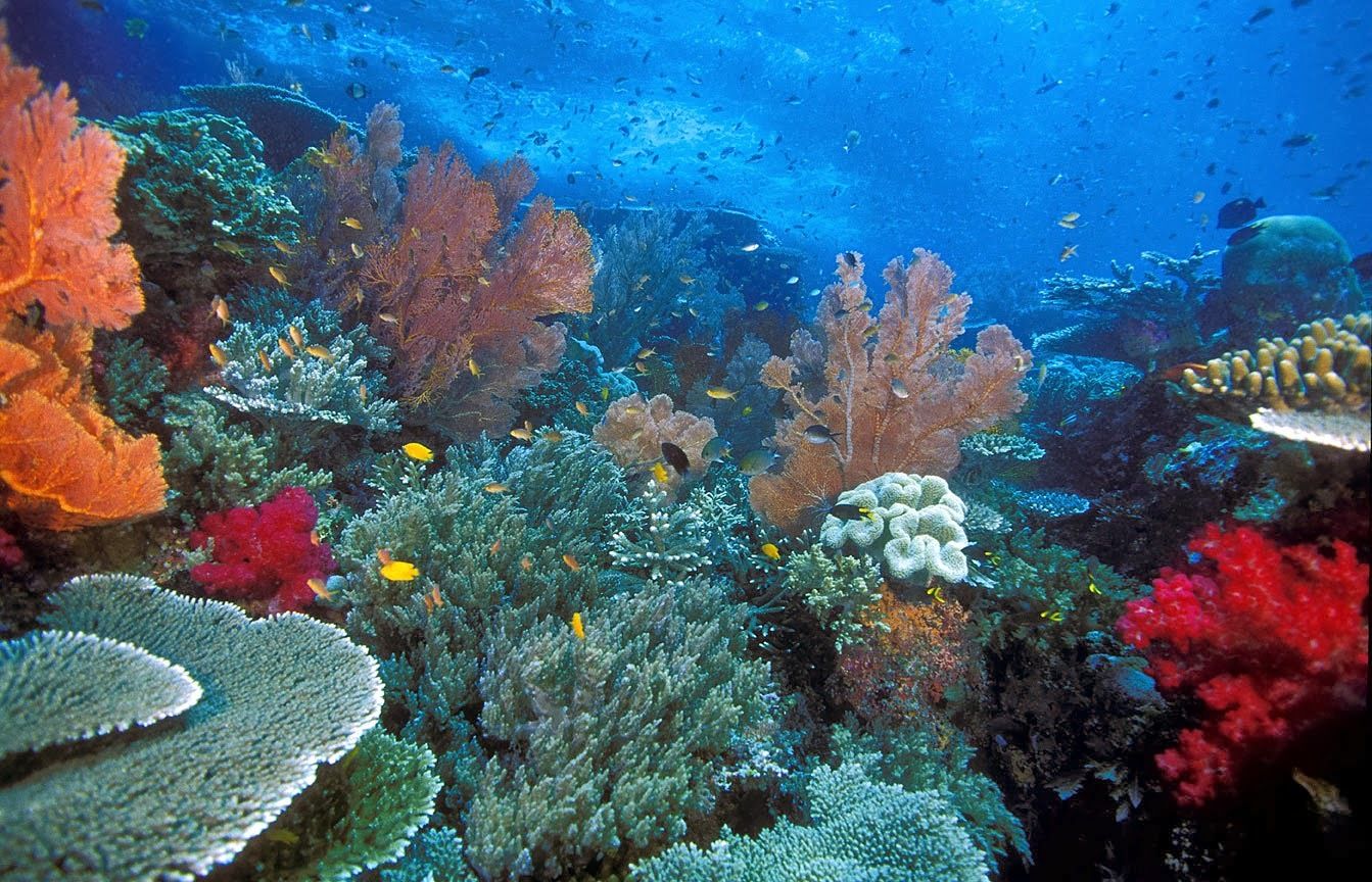 3 Jenis Sumberdaya Laut Hayati