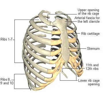 Tujuh pasang tulang rusuk sejati melekat pada tulang dada, yakni pada bagian ….