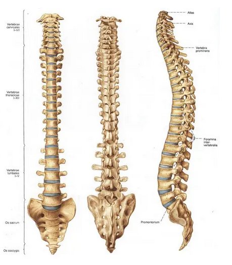 Tulang belakang bagian sebagian melekat pada tulang rusuk besar ruas-ruas sebagian besar