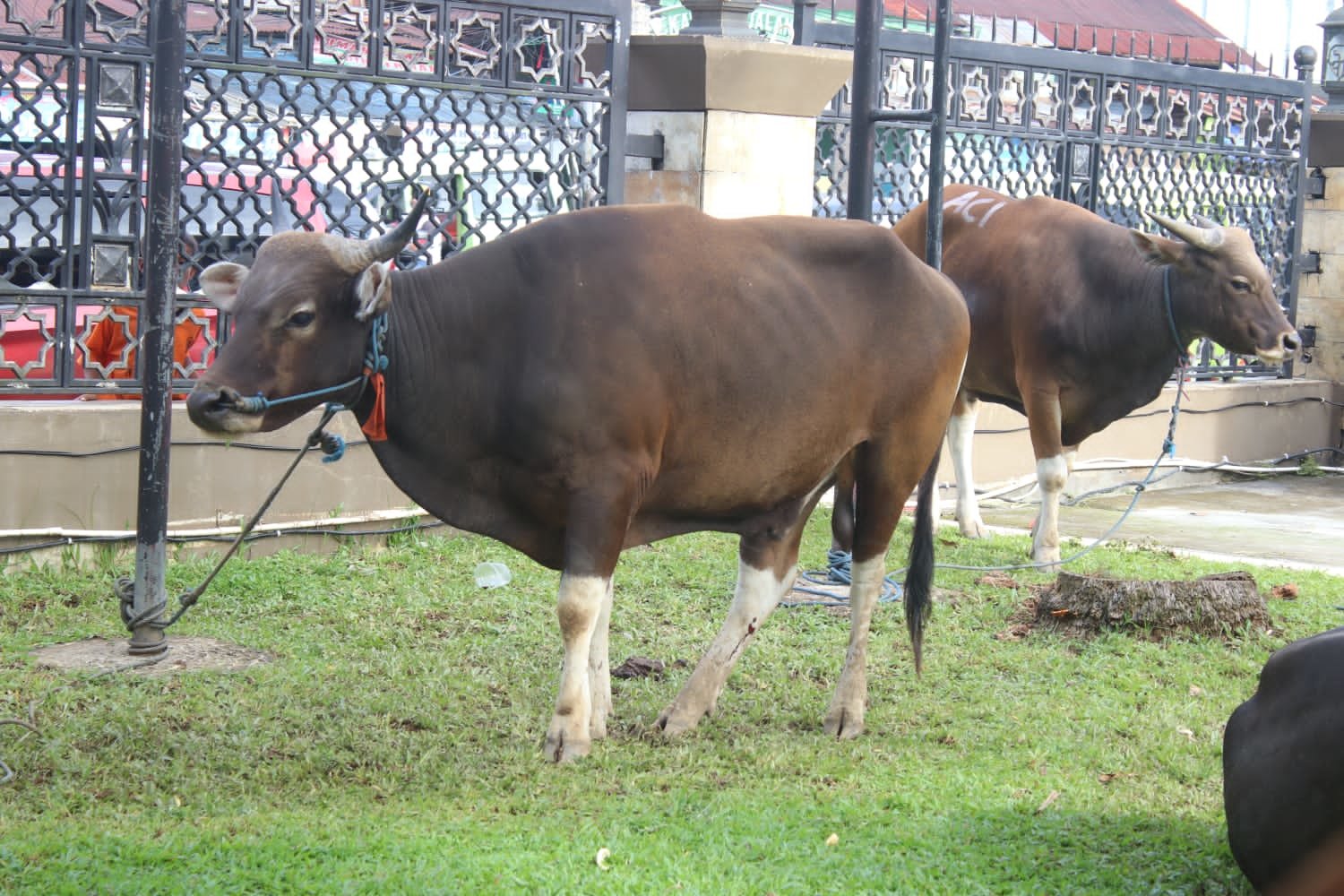 img-1779753631.jpg