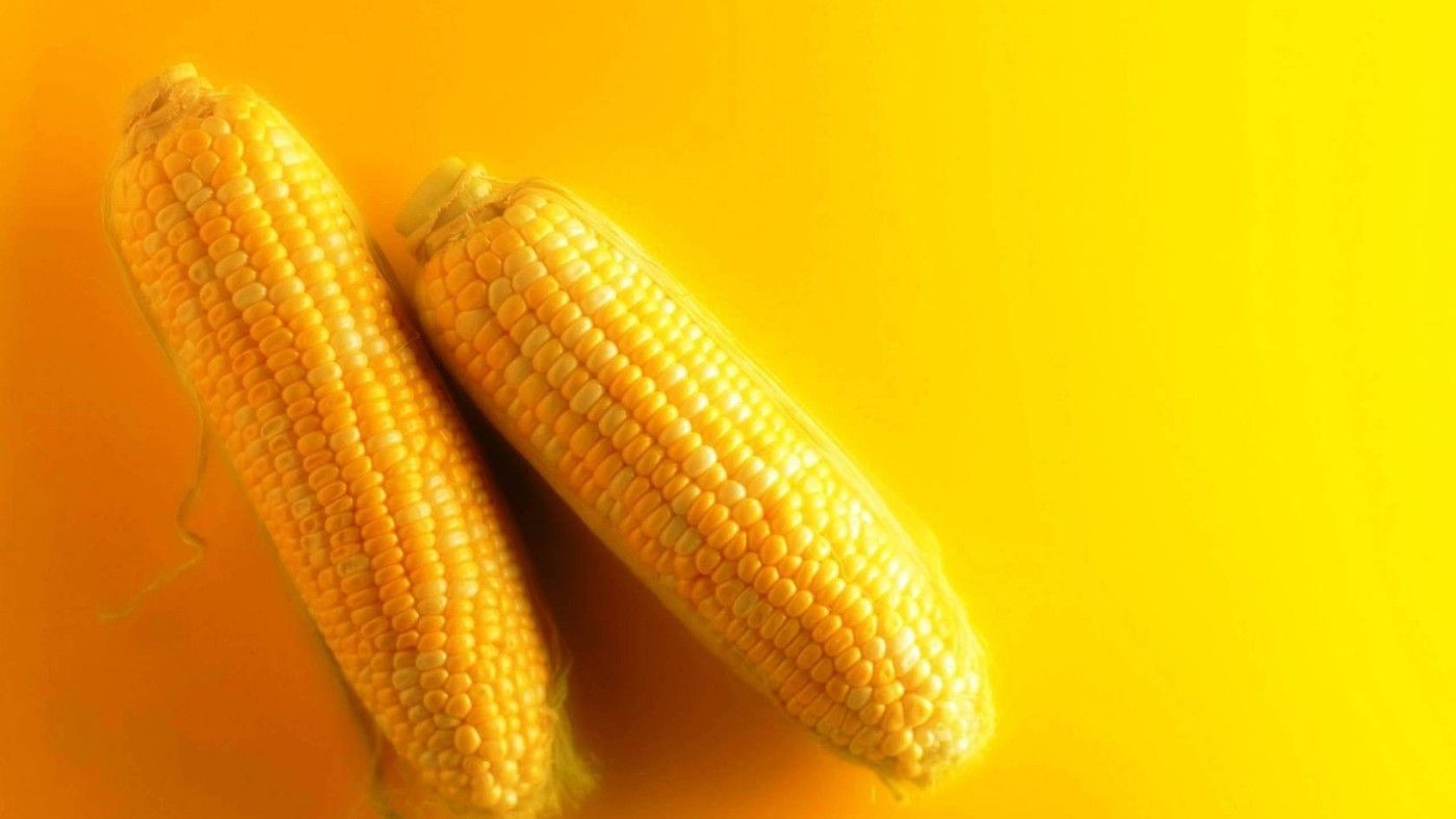 Zea Mays, Pipilan Kuning Nan Imut Pengganti Beras