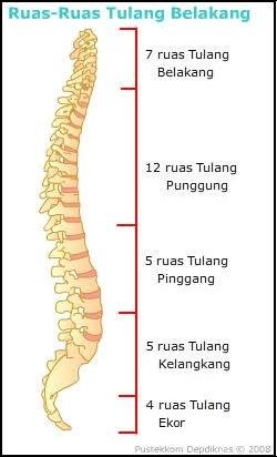 Terapi Minyak Kutus Kutus di Ruas Tulang Belakang