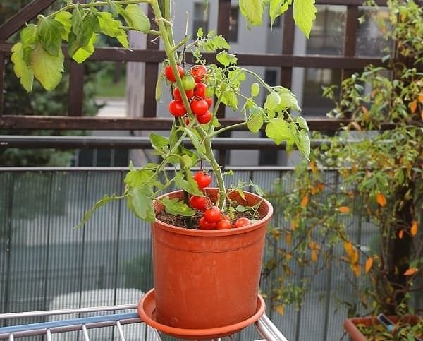 Menanam tomat di halaman rumah