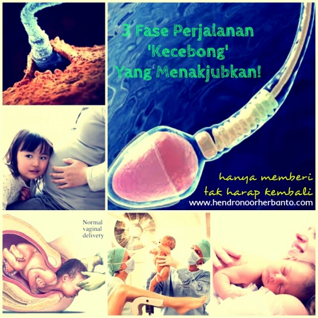 Tiga Fase Perjalanan Kecebong Yang Menakjubkan!