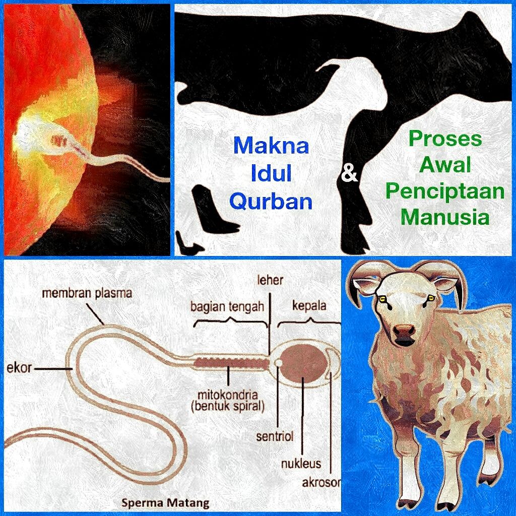 Makna Idul Qurban Dan Proses Awal Penciptaan Manusia