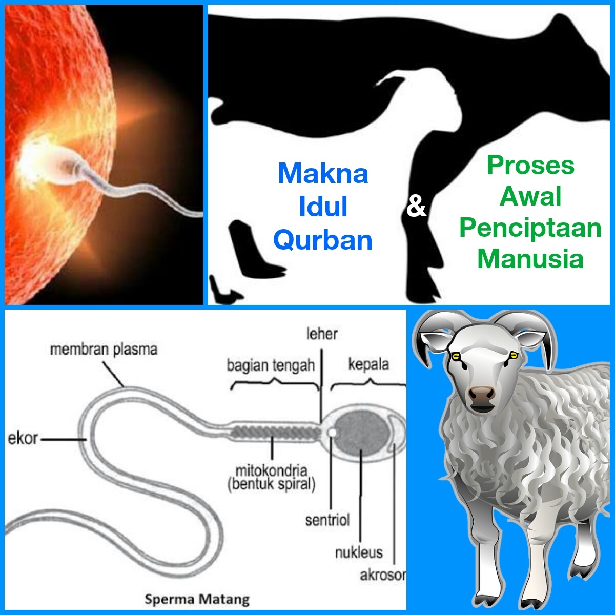 Makna Idul Qurban & Proses Awal Penciptaan Manusia