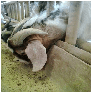 Mengenal Induk Betina dan Pejantan Unggul