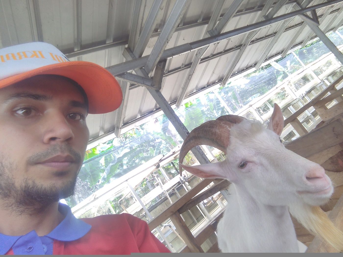 Induk Betina dan Kami menjual kambing aqiqah dan jual hewan qurban di Jabodetabek hubungi 085715847321