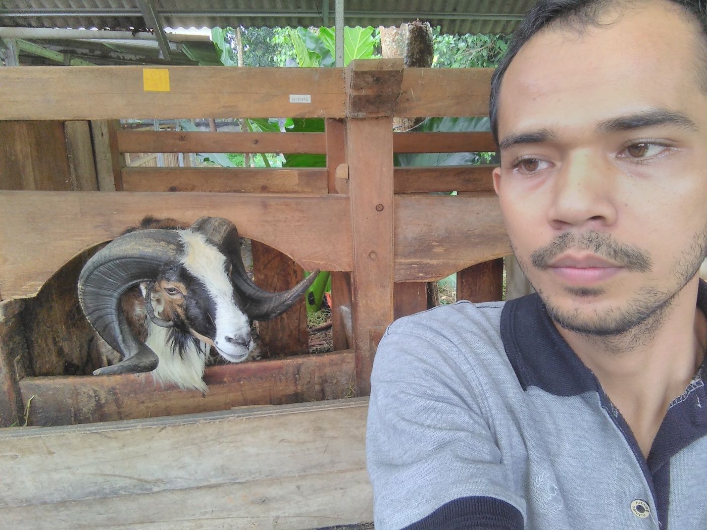 Susu Kambing Cair Tangerang - kambing kosta