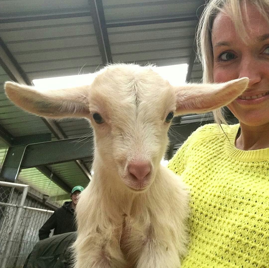 Mempersiapkan Induk Kambing
