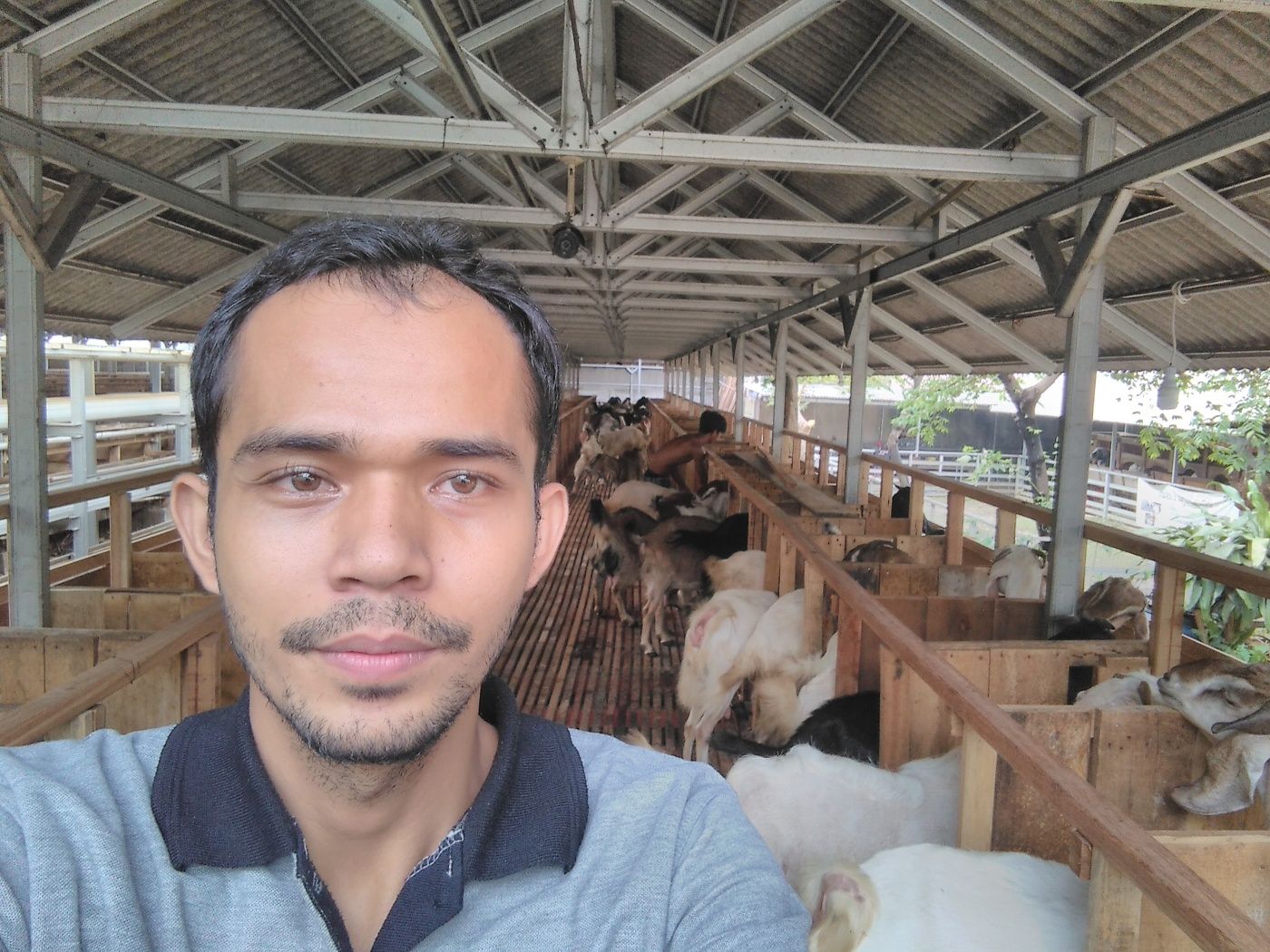 Susu Kambing Cair Untuk Bayi - Jenis Kambing Unggul