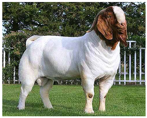 Mengenal Kambing Boer dan Kami menjual kambing aqiqah dan jual hewan qurban di Jabodetabek hubungi 085715847321