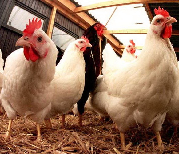 Bagaimanakah Ciri-ciri Ayam Broiler atau Ayam Negri?