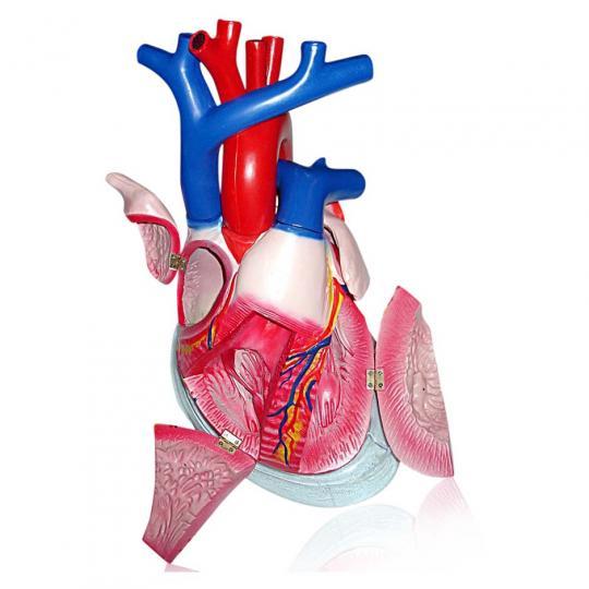 Model Jantung Manusia