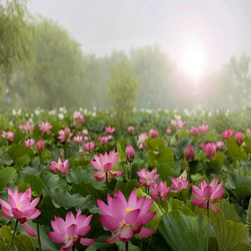 Buyeo Seodong Lotus Festival (부여서동연꽃축제)