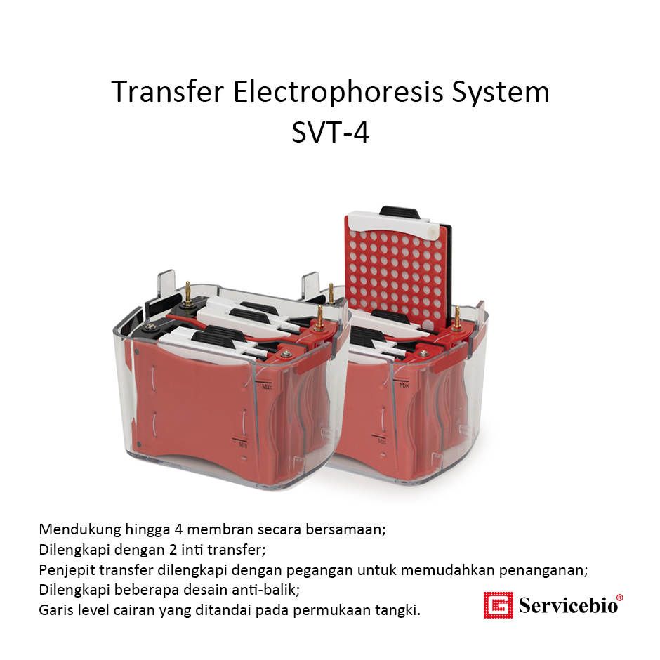 SVT-4 Transfer Electrophoresis System - Sistem Transfer Elektroforesis Servicebio