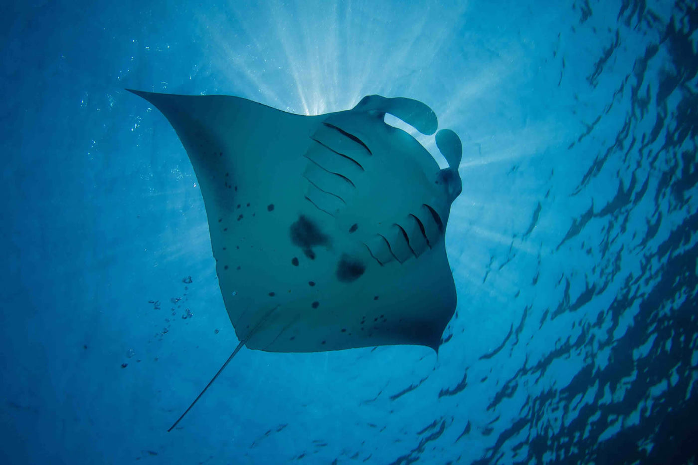 Manta Ray