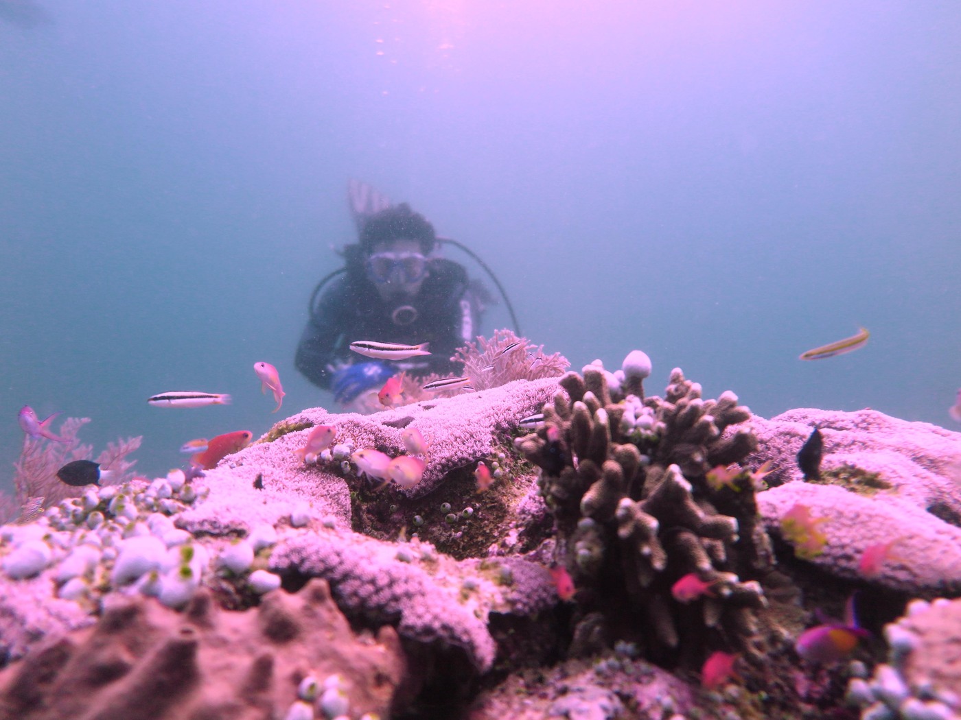 Lembeh - Mug Dive