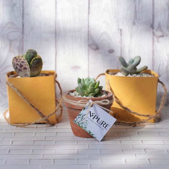 Terracotta 6 cm - Souvenir Kaktus Mini