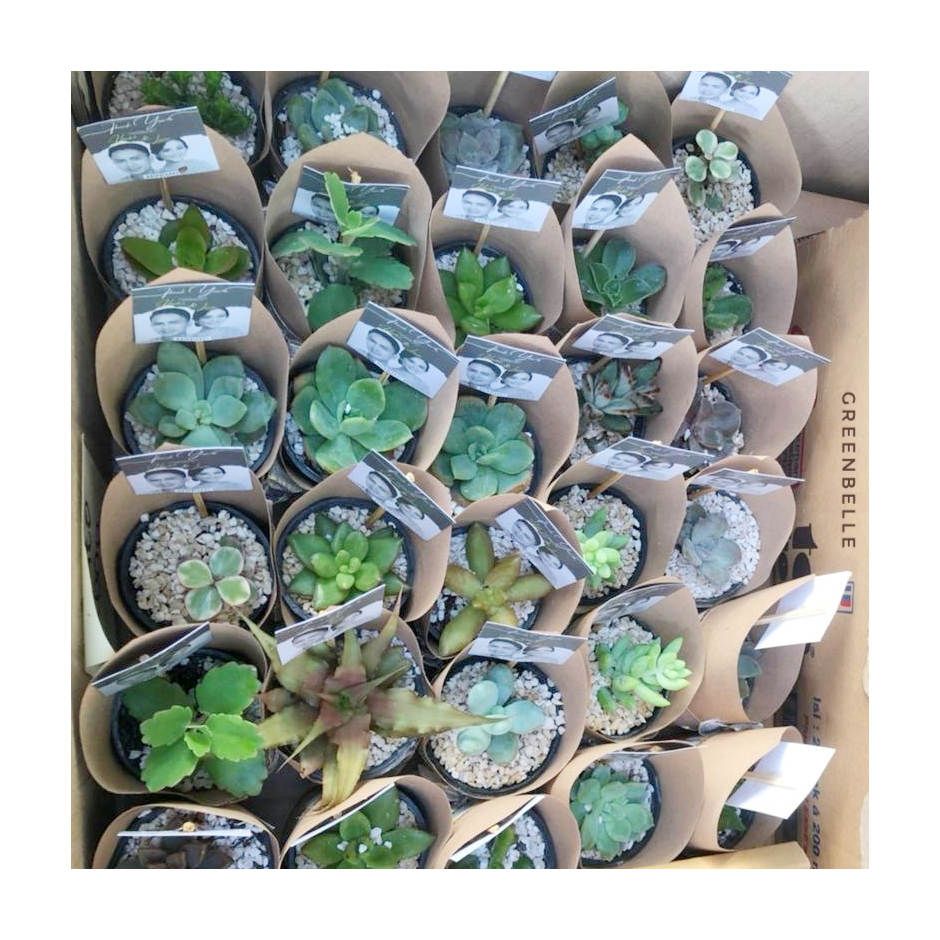 Buket Kertas 6 cm - Souvenir Kaktus Mini