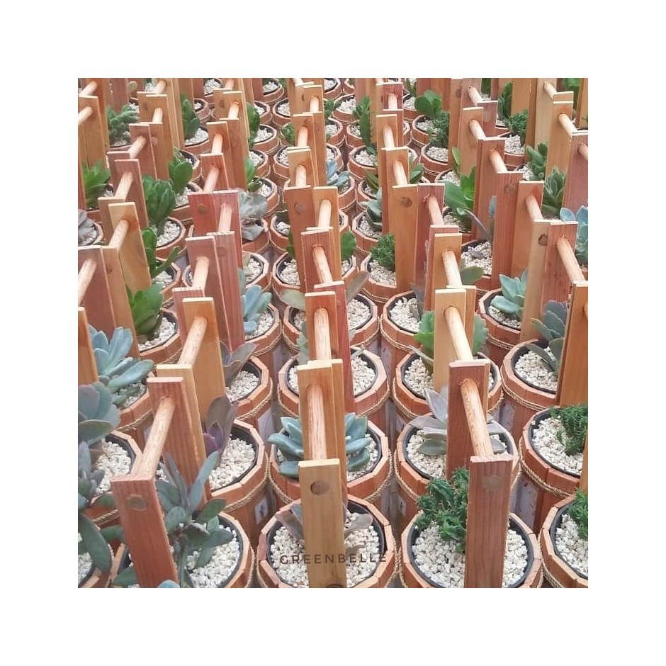 Timba Kayu 8 cm - Souvenir Kaktus Mini