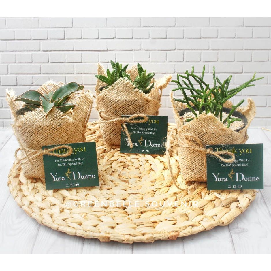 Sukulen Buket Goni 8 cm- Souvenir Kaktus Mini