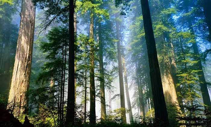 Pohon Redwoods Tertua Tertinggi di Dunia