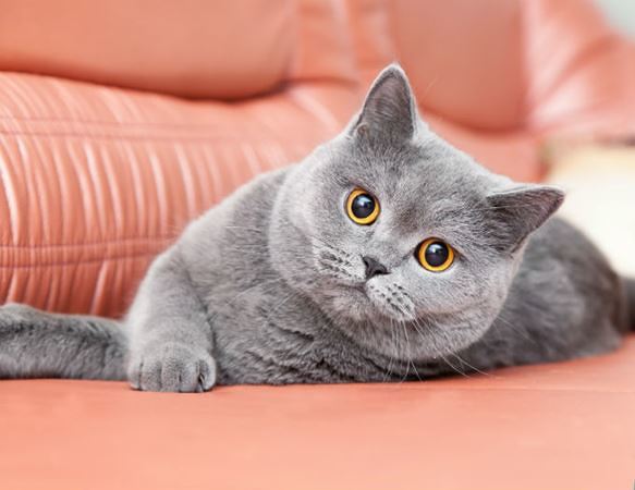 Jenis Kucing Termahal di Dunia
