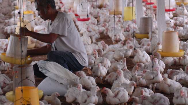 Tips Ternak Ayam Potong Bagi Pemula