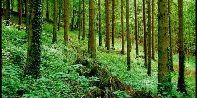 HUTAN UNIK SEKALIGUS MENGERIKAN