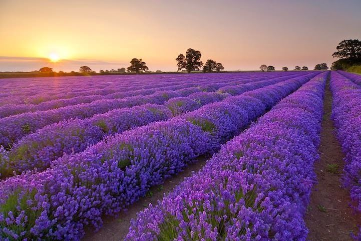 TANAMAN HIAS BUNGA LAVENDER