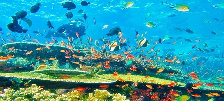 Taman Laut Pulau Rubiah: Si Cantik dari Kota Sabang, Banda Aceh