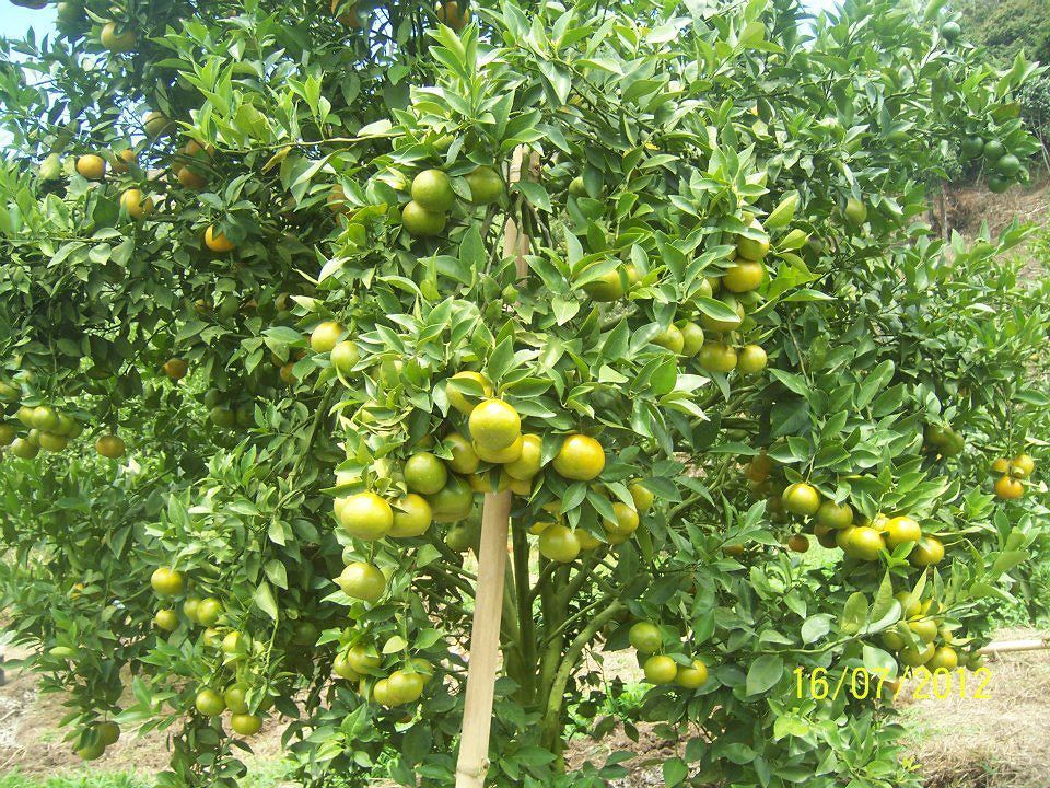 Bisnis Buah Jeruk Manis