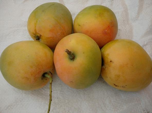 Jenis Buah Mangga Paling Enak