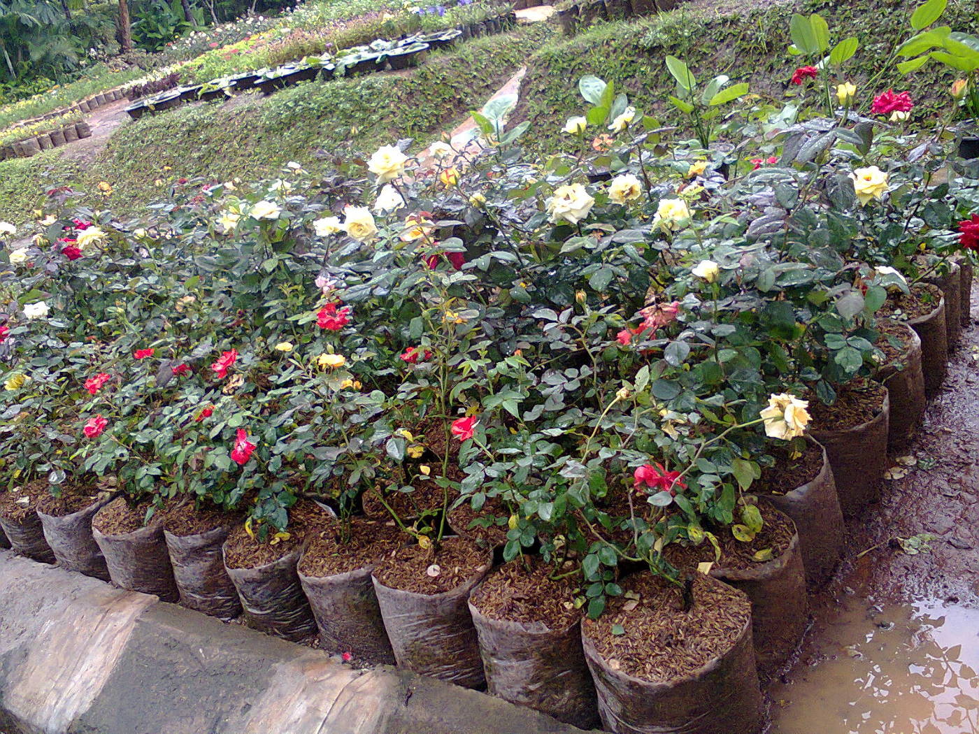 Bisnis Tanaman Mawar