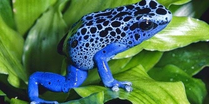 10 Jenis Hewan Amphibi Paling Unik