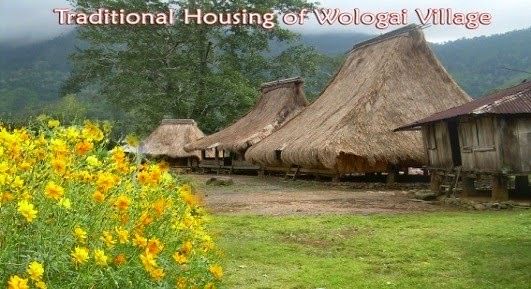 Wologai, Kampung Adat Keren yang Telah Berusia 800 Tahun