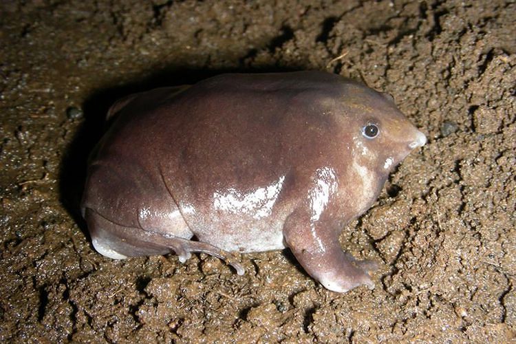 Satwa Langka Baru Ditemukan: Katak Hidung Babi