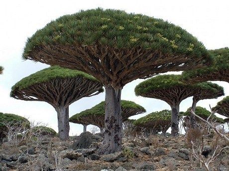 POHON POHON UNIK