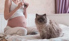 Benarkah Memelihara Kucing Membuat Anda Sulit Hamil?