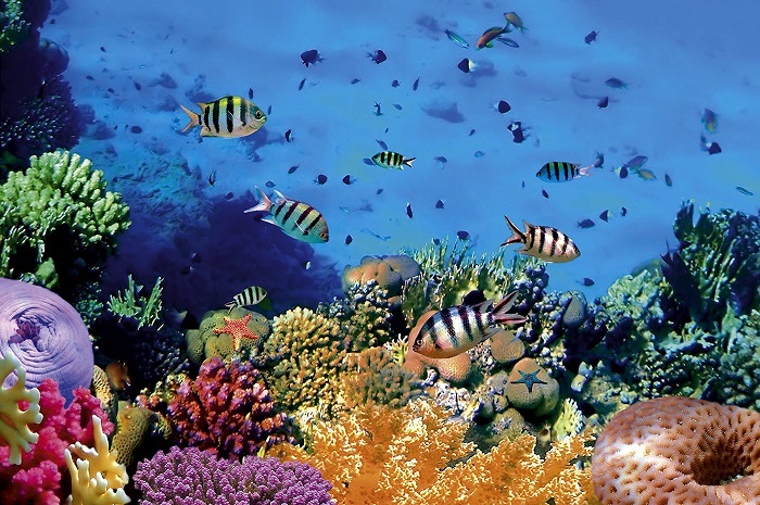 Primadona wisata bahari, keindahan bawah laut Alor