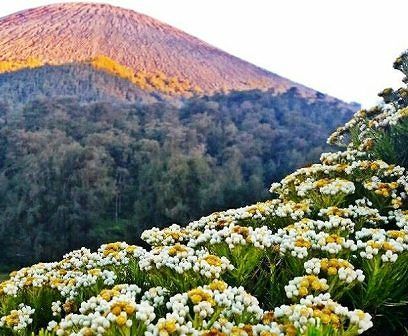 Arti Bunga Edelweis, Kesuksesan Didapat Setelah Perjuangan