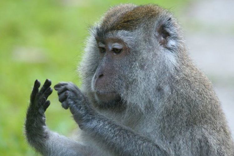 Bukan Cuma Manusia yang Bisa Berhitung, Hewan Juga