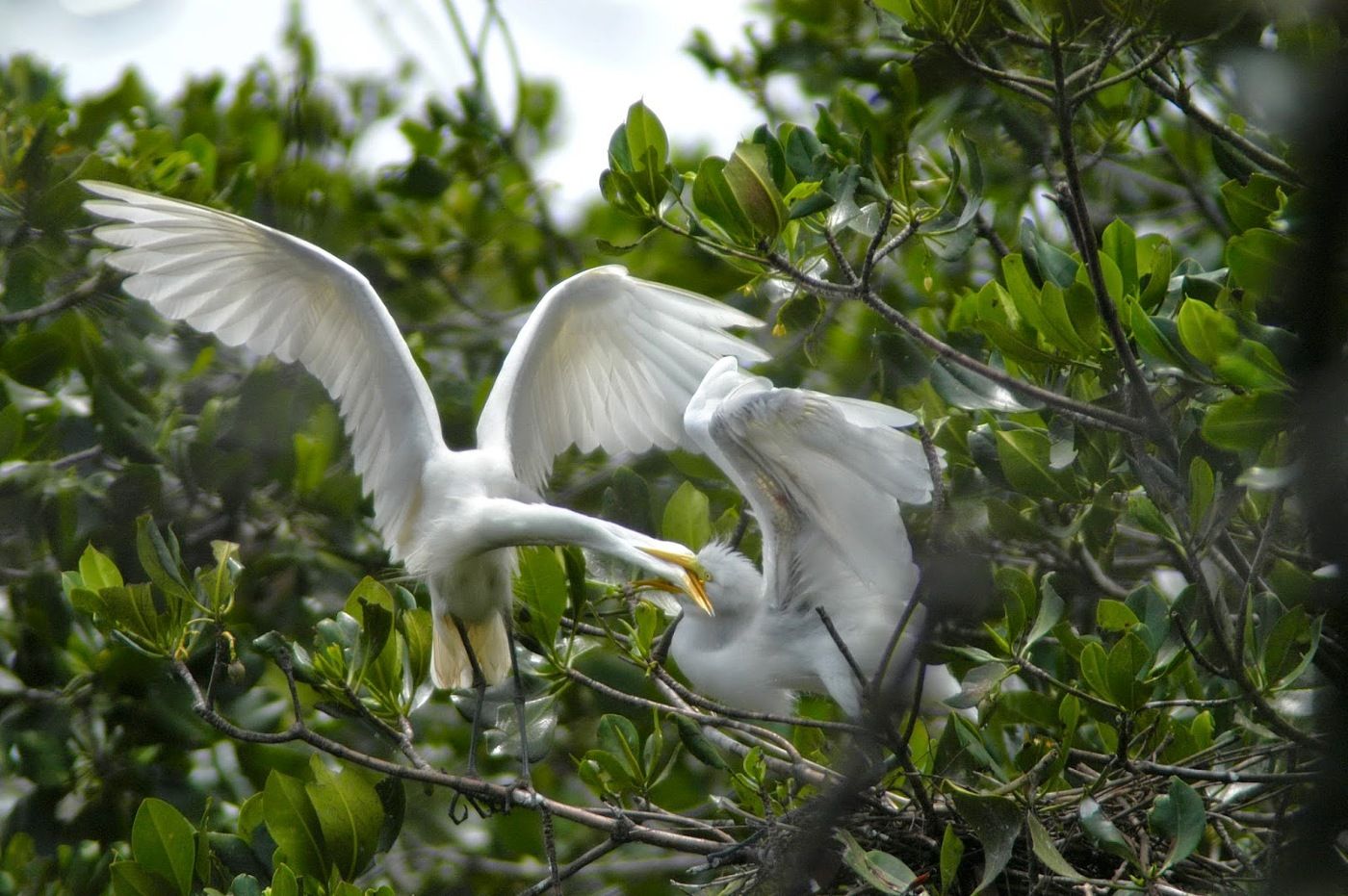 PULAU RAMBUT KEPULAUAN SERIBU, SURGA PARA BURUNG