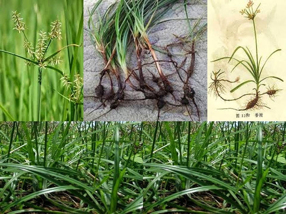 15 Manfaat dan Khasiat Daun Rumput Teki untuk Kesehatan
