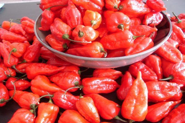 Cabe Terpedas di Dunia