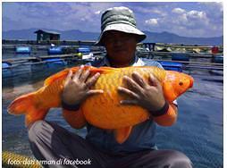 IKAM MAS RAKSASA DI DANAU TOBA