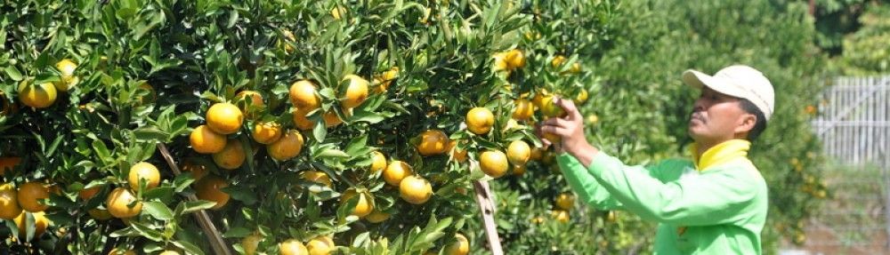 Aneka Buah Segar Potensi Pulau Bali