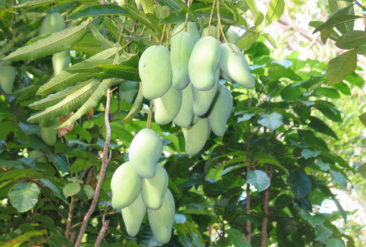Tanaman Buah Yang Menguntungkan