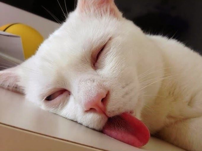 10 FOTO KUCING IMUT MENGANTUK
